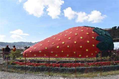 strawberry farm baguio entrance fee|La Trinidad Strawberry Farm Baguio: A Great Place to .